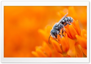 Bee, Orange Flowers, Macro Ultra HD Wallpaper for 4K UHD Widescreen desktop, tablet & smartphone