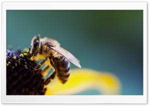 Bee Pollen Ultra HD Wallpaper for 4K UHD Widescreen desktop, tablet & smartphone