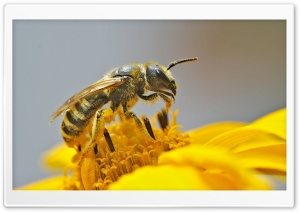Bee Pollinating A Flower Ultra HD Wallpaper for 4K UHD Widescreen desktop, tablet & smartphone
