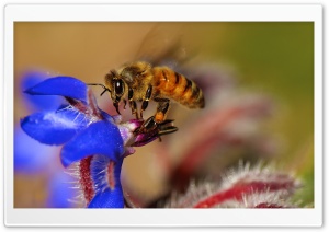 Bee Pollinating Flowers Ultra HD Wallpaper for 4K UHD Widescreen desktop, tablet & smartphone