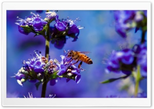 Bee, Purple Flower Ultra HD Wallpaper for 4K UHD Widescreen desktop, tablet & smartphone