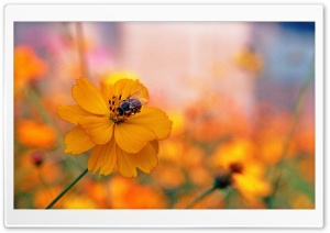 Bee Sitting On A Orange Flower Ultra HD Wallpaper for 4K UHD Widescreen desktop, tablet & smartphone