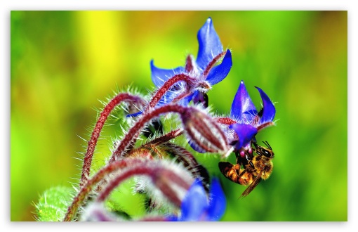 Bee, Starflower UltraHD Wallpaper for Wide 16:10 5:3 Widescreen WHXGA WQXGA WUXGA WXGA WGA ; UltraWide 21:9 ; 8K UHD TV 16:9 Ultra High Definition 2160p 1440p 1080p 900p 720p ; Standard 4:3 5:4 3:2 Fullscreen UXGA XGA SVGA QSXGA SXGA DVGA HVGA HQVGA ( Apple PowerBook G4 iPhone 4 3G 3GS iPod Touch ) ; Smartphone 16:9 3:2 5:3 2160p 1440p 1080p 900p 720p DVGA HVGA HQVGA ( Apple PowerBook G4 iPhone 4 3G 3GS iPod Touch ) WGA ; Tablet 1:1 ; iPad 1/2/Mini ; Mobile 4:3 5:3 3:2 16:9 5:4 - UXGA XGA SVGA WGA DVGA HVGA HQVGA ( Apple PowerBook G4 iPhone 4 3G 3GS iPod Touch ) 2160p 1440p 1080p 900p 720p QSXGA SXGA ;