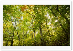Beech Forest Ultra HD Wallpaper for 4K UHD Widescreen desktop, tablet & smartphone