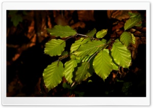 Beech Tree Leaves Ultra HD Wallpaper for 4K UHD Widescreen desktop, tablet & smartphone