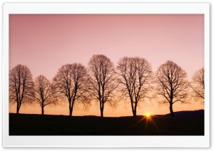 Beech Trees At Sunrise Ultra HD Wallpaper for 4K UHD Widescreen desktop, tablet & smartphone