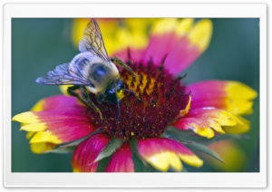 Beeflower Ultra HD Wallpaper for 4K UHD Widescreen desktop, tablet & smartphone
