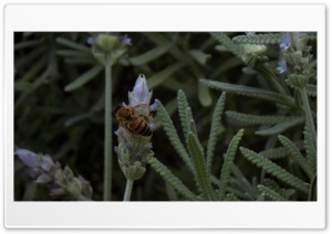 Bees 4K UHD Wallpaper for Widescreen and UltraWide Desktop, UltraHD TV, Smartphone, Tablet