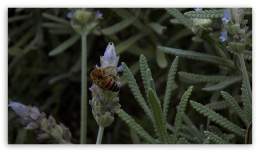 Bees UltraHD Wallpaper for UHD 16:9 ; HD 16:9 ;
