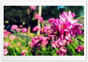 Bees and Flowers Ultra HD Wallpaper for 4K UHD Widescreen desktop, tablet & smartphone