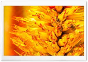 Bees Pollinating Ultra HD Wallpaper for 4K UHD Widescreen desktop, tablet & smartphone