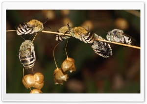 Bees Sleeping Ultra HD Wallpaper for 4K UHD Widescreen desktop, tablet & smartphone