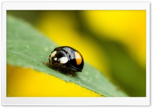 Beetle Macro Ultra HD Wallpaper for 4K UHD Widescreen desktop, tablet & smartphone