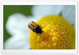 Beetle On A Daisy Ultra HD Wallpaper for 4K UHD Widescreen desktop, tablet & smartphone