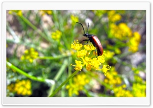 Beetle On A Flower Ultra HD Wallpaper for 4K UHD Widescreen desktop, tablet & smartphone