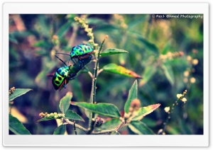 Beetles... Ultra HD Wallpaper for 4K UHD Widescreen desktop, tablet & smartphone
