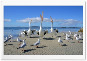Beggars Pelicans And Seagulls Ultra HD Wallpaper for 4K UHD Widescreen desktop, tablet & smartphone
