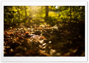 Beginning Of Autumn Ultra HD Wallpaper for 4K UHD Widescreen desktop, tablet & smartphone