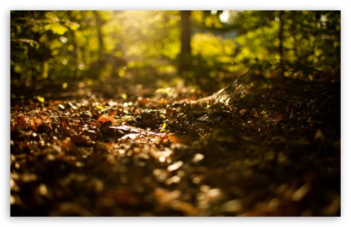 Beginning Of Autumn UltraHD Wallpaper for HD 16:9 ; Widescreen 16:10 5:3 ; Fullscreen 3:2 ;