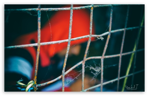 Behind the Net UltraHD Wallpaper for Widescreen 16:10 ; Fullscreen 4:3 5:4 3:2 ;