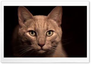 Beige Cat Ultra HD Wallpaper for 4K UHD Widescreen desktop, tablet & smartphone