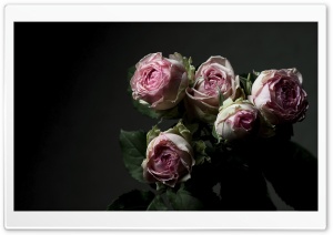 Belgian Floribunda Minerva Roses, Dark Aesthetic 4K UHD Wallpaper for Widescreen and UltraWide Desktop, UltraHD TV, Smartphone, Tablet