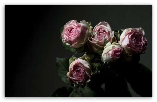 Belgian Floribunda Minerva Roses, Dark Aesthetic UltraHD Wallpaper for UHD 16:9 ; HD 16:9 ; UltraWide 21:9 24:10 ; Widescreen 16:10 5:3 ; Fullscreen 4:3 5:4 3:2 ; Tablet 1:1 ;