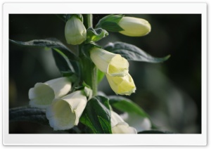 Bell Flowers Ultra HD Wallpaper for 4K UHD Widescreen desktop, tablet & smartphone