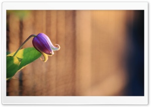Bell Like Flower Ultra HD Wallpaper for 4K UHD Widescreen desktop, tablet & smartphone