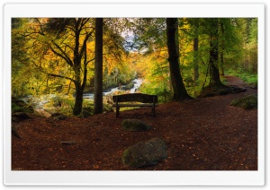 Bench, Forest, Autumn Ultra HD Wallpaper for 4K UHD Widescreen desktop, tablet & smartphone