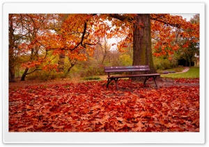 Bench in Autumn Colors Ultra HD Wallpaper for 4K UHD Widescreen Desktop, Lockscreen, Screensaver, TV, Tablet, Smartphone