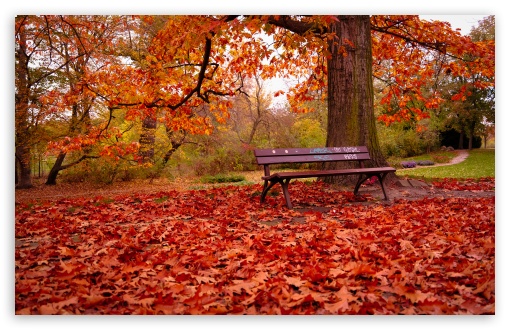 Bench in Autumn Colors UltraHD Wallpaper for UHD 16:9 ; HD 16:9 ; UltraWide 21:9 24:10 ; Widescreen 16:10 5:3 ; Fullscreen 4:3 5:4 3:2 ; Tablet 1:1 ; Mobile 9:16 9:19.5 9:20 10:16 2:3 3:5 3:4 ;