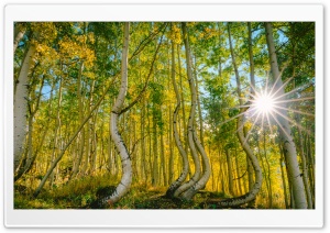 Bended Aspen Trees in Colorado 4K UHD Wallpaper for Widescreen and UltraWide Desktop, UltraHD TV, Smartphone, Tablet