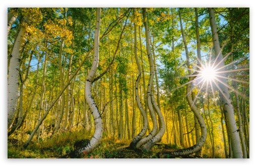Bended Aspen Trees in Colorado UltraHD Wallpaper for UHD 16:9 ; HD 16:9 ; UltraWide 21:9 24:10 32:9 32:10 ; Widescreen 16:10 5:3 ; Fullscreen 4:3 5:4 3:2 ; Tablet 1:1 ; Mobile 9:16 9:19.5 9:20 9:21 9:22 10:16 2:3 3:5 3:4 ; Dual 16:10 5:3 16:9 4:3 5:4 3:2 ;