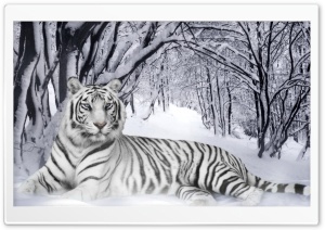 Bengal Tiger Ultra HD Wallpaper for 4K UHD Widescreen desktop, tablet & smartphone