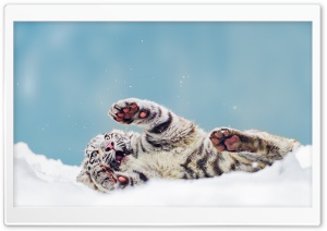 Bengal Tiger Cub Playing in the Snow 4K UHD Wallpaper for Widescreen and UltraWide Desktop, UltraHD TV, Smartphone, Tablet