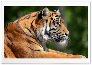 Bengal Tiger Profile Ultra HD Wallpaper for 4K UHD Widescreen desktop, tablet & smartphone