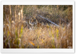 Bengal Tiger, Resting, Bandhavgarh National Park, Wildlife, Nature, India 4K UHD Wallpaper for Widescreen and UltraWide Desktop, UltraHD TV, Smartphone, Tablet