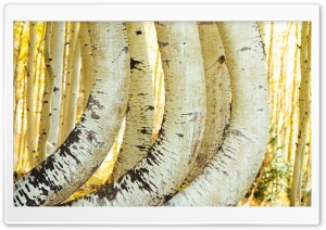 Bent Aspen Trees 4K UHD Wallpaper for Widescreen and UltraWide Desktop, UltraHD TV, Smartphone, Tablet
