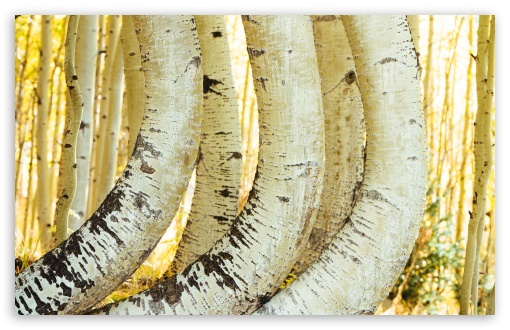 Bent Aspen Trees UltraHD Wallpaper for UHD 16:9 ; HD 16:9 ; UltraWide 21:9 24:10 ; Widescreen 16:10 5:3 ; Fullscreen 4:3 5:4 3:2 ; Tablet 1:1 ; Mobile 9:16 9:19.5 9:20 9:21 9:22 10:16 2:3 3:5 3:4 ;
