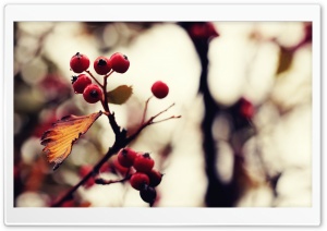 Berries And Twigs Ultra HD Wallpaper for 4K UHD Widescreen desktop, tablet & smartphone