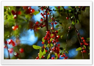 Berries Branches Ultra HD Wallpaper for 4K UHD Widescreen desktop, tablet & smartphone