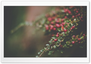 Berries Bush, Bokeh Ultra HD Wallpaper for 4K UHD Widescreen desktop, tablet & smartphone