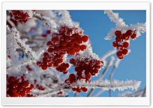 Berries In Winter Ultra HD Wallpaper for 4K UHD Widescreen desktop, tablet & smartphone