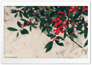 Berries, Winter Ultra HD Wallpaper for 4K UHD Widescreen desktop, tablet & smartphone