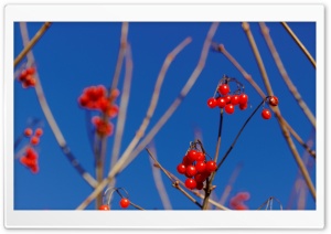 Berrys in Winter Ultra HD Wallpaper for 4K UHD Widescreen desktop, tablet & smartphone