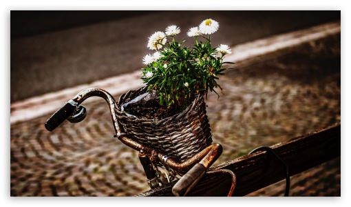 Bicycle and flowers UltraHD Wallpaper for 8K UHD TV 16:9 Ultra High Definition 2160p 1440p 1080p 900p 720p ; Mobile 16:9 - 2160p 1440p 1080p 900p 720p ;