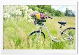 Bicycle, Field Ultra HD Wallpaper for 4K UHD Widescreen desktop, tablet & smartphone