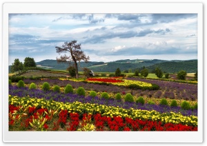 Biei's Summer Colors Ultra HD Wallpaper for 4K UHD Widescreen desktop, tablet & smartphone