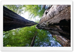 Big Basin Redwoods State Park Ultra HD Wallpaper for 4K UHD Widescreen desktop, tablet & smartphone